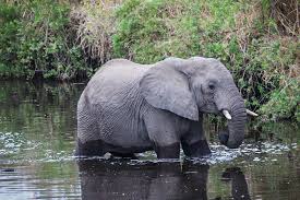 無料画像 : 野生動物, 動物園, ジャングル, 哺乳類, 動物相, タンザニア, サファリ, 野生のゾウ, インドの象, アフリカゾウ, 自然セレンゲティ, 象とマンモス, セレンゲティ国立公園, 水の象 2880x1920 - - 982453 - 無料写真- PxHere