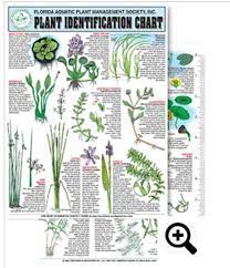 Freshwater Aquatic Plant Identification Chart 12 Contains Water Lettuce Water Hyacinth Eel Gra Aquatic Plants Fish Tank Plants Plant Identification Chart