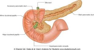 The terminal part of the cbd is joined by the terminal part of the pancreatic duct in the pancreatic head to form a common channel (called the biliopancreatic ampulla when dilated), which runs through the medial duodenal wall and opens on the dome of the major duodenal papilla, a nipplelike projection on the medial wall of the middle segment of the second part (c loop) of. Test Abdominal Viscera Supracolic And Infracolic Regions Quizlet