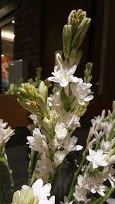 Polianthes Tuberosa Sedap Malam Bunga Tanaman Hijau
