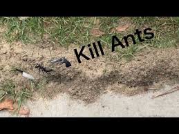 Baking soda, vinegar, club soda, molasses, plaster of paris, and aspartame are also ineffective. it notes, however, that one method which might show promise as an effective remedy is an ant mound drench using a mixture of dishwashing liquid and citrus oil. How To Kill Fire Ants With Vinegar And Baking Soda Youtube