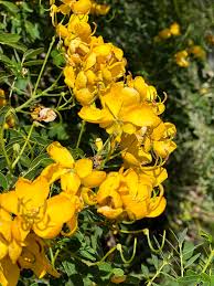 Image result for Senna bicapsularis