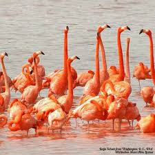 🦩 The American flamingo, like all flamingos, is a noisy bird. Its voice  plays an important part in keeping the flock together. Sounds vary  according to the type of activity, usually low