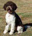Lagotto Romagnolo Dog Breed Information and Pictures