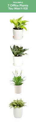 7 Office Plants You Won T Kill Best Office Plants Office Plants Office Cubicle