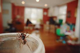 Maybe it's that people don't like things moving in dank me: 10 000 Photos Of The Wild Life In Homes And Counting Applied Ecology Nc State University