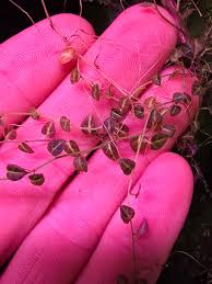 Image result for Solanum sp. A