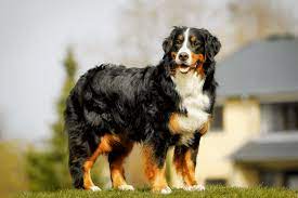 berner sennenhund das rasseportrait auf haustierratgeber de