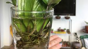 Check spelling or type a new query. Propagation Of Zz Plant In Water By Stem Cutting Youtube