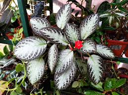 Image result for Ceropegia crassifolia