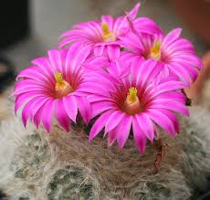 Hoy te comparto algunas fotos de cactus con flores. Los Cactus Con Flores Mas Espectaculares Jardineria On