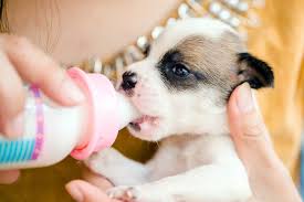 When you get a new puppy and your a newborn photographer, you just. How And When To Use Puppy Formula To Bottle Feed A Newborn Puppy Daily Paws