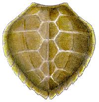 Olivacea , the olive ridley sea turtle). Species Descriptions Center For Coastal Studies