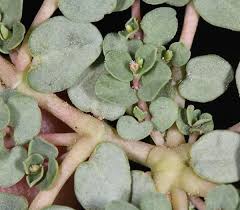 Image result for Euphorbia serpens