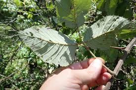 Image result for Rubus steudneri