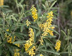 Image result for Eriosema psoraleoides