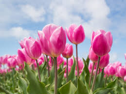 Today i'm sharing 5 one of the things i love about spring is the pop of color from all the beautiful flowers, and they're already we are doing the other side of this post later this month too! Plants Poisonous To Cats Flowers Poisonous To Cats Vets Now