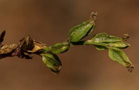 Image result for Crepidorhopalon