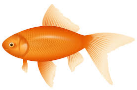 orange fish png clipart best web clipart orange fish png clipart best web clipart