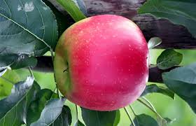 Warm, crisp, and sweet, a perfect fall treat. Machiels Apple Fruit Tree Variety Anfic