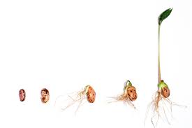 Check spelling or type a new query. Pre Sprouting Seeds 101 Rimol Greenhouse Systems