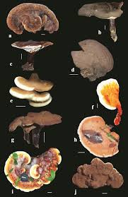 Image result for Ganoderma applanatum