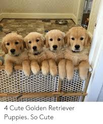 Turns out all this cuteness is because of our brains. Satety 4 Cute Golden Retriever Puppies So Cute Cute Meme On Me Me
