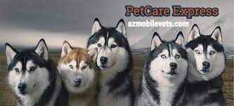 Plum creek regional animal medical center. Petcare Express Home Facebook