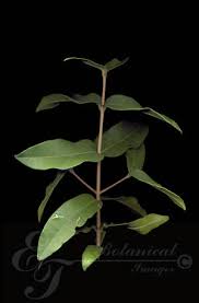Image result for Chionanthus foveolatus