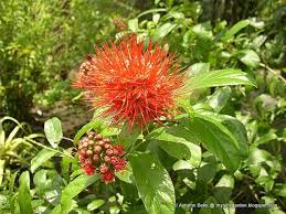 Image result for Combretum constrictum