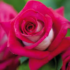 Meilland, créateur de nouvelles variétés de roses. Une Rose De Prestige Pour La Plus Glamour Des Actrices Coloris Unique Et Parfum Puissant Pour Massif Ou Isole Obtention M Hybrides De The Rosier Roses The