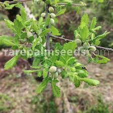 Image result for Commiphora africana