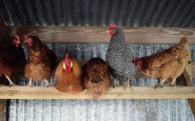 The buff orpington is tame and easy to socialize.until as recently as 2016 they were considered endangered, but the backyard chicken craze has reversed the trend. New To Backyard Chicken Keeping Here S Some Eggspert Advice Texas Monthly