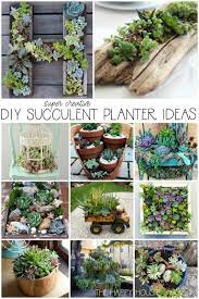 Diy Succulent Planter Ideas The Happy Housie Succulent Garden Design Succulent Planter Diy Succulent Garden Diy