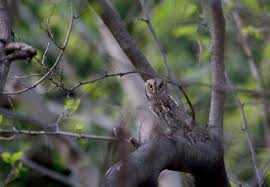 Διαθεσιμότητα νέες κυκλοφορίες πωλήσεις 12μήνου. Eyrwpaikos Gkiwnhs Egkyklopaideia Ellhnikhs Fyshs