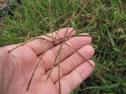 Image result for Cynodon nlemfuensis