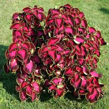Image result for Coleus hereroensis