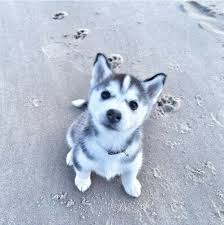 Husky Puppy At The Beach Daily Squee Cute Animals Cute Baby Animals Cute Animal Pictures Animal Gifs Gif Animals