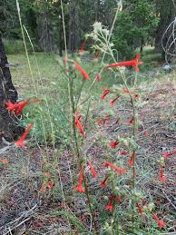 Image result for Gilgiochloa indurata