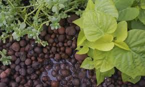 In short, yes… and, as with other diy. A Beginner S Guide To Aquaponics Grocycle