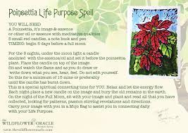 Wildflower Red Poinsettia Magick Healing Poinsettia Magick Wild Flowers