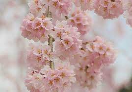 Sakura Pretty Flowers Language Of Flowers Cherry Blossom