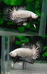 In fact, most believed that there was only one platinum dragon. Aquabid Com Halfmoon Plakat Auctions Thu Oct 2 01 14 43 2014 Betta Fish Betta Black Dragon