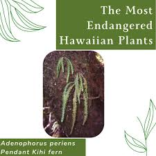 Image result for Polypodiaceae