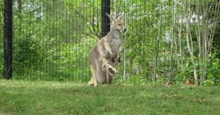 Columbus Zoo Ohio Columbus Zoo Columbus Ohio Zoo Zoo