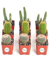 San pedro cactus for sale in south africa. Shop Succulents Cactus Collection Of 4 Sareg Com