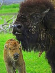 The center is located on about 200 acres (81 ha) at the head of turnagain arm and the entrance to portage valley, milepost 79 of the seward highway. Alaska Wildlife Conservation Center Photo Gallery