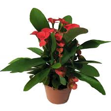 Image result for Euphorbia eranthes