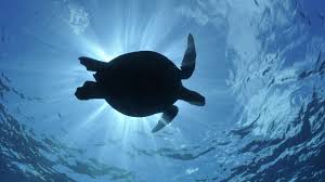 Wallpaper Sea Water Blue Wildlife Underwater Turtle Ocean Screenshot 1920x1080 Px Computer Wallpaper Marine Biology 1920x1080 Wallup 515452 Hd Wallpapers Wallhere Find & download free graphic resources for wildlife wallpaper. wallpaper sea water blue wildlife