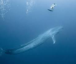 September 6, 2011 / 1:31 pm / cbs news. Diving With Blue Whales 6 Of The Most Amazing Photos